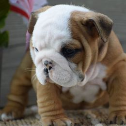 Lucy - Fallow female Bulldog puppy in Bradleyville, Missouri from HurstBulldogs