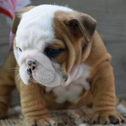Lucy - Fallow female Bulldog puppy in Bradleyville, Missouri from HurstBulldogs