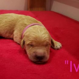 Ivy - Golden Retriever puppy in Arlington, Washington from Nagel Farm's