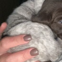 German Shorthaired Pointers from Brianna Potts White