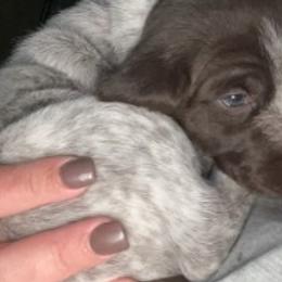 German Shorthaired Pointers from Brianna Potts White