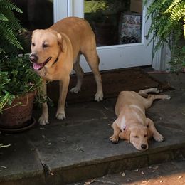 Labrador Retrievers from Kanati Kennels