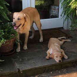 Labrador Retrievers from Kanati Kennels