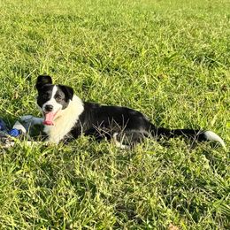 Bronte - female Sporty Mix puppy in Huntingtown, Maryland from Riverside Collies-n-Critters