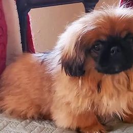 Pekingese from Flatnose Farm