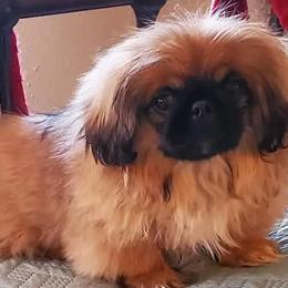 Pekingese from Flatnose Farm