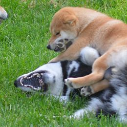 Shiba Inu All Grown Up from Rodel Shibas