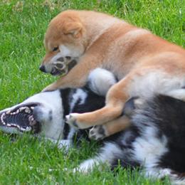 Shiba Inu All Grown Up from Rodel Shibas