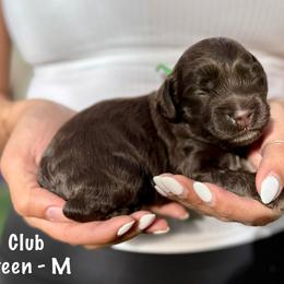 Club - Chocolate male Australian Labradoodle puppy in Morgan Hill, California from Loving Labradoodles
