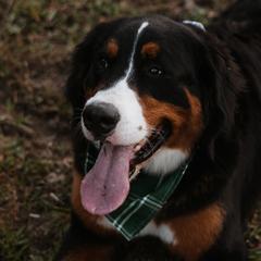 Bernese Mountain Dogs from Varners Berners