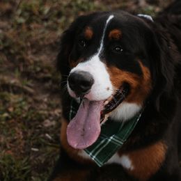 Bernese Mountain Dogs from Varners Berners
