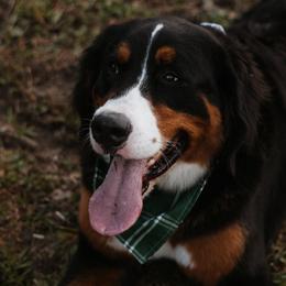 Bernese Mountain Dogs from Varners Berners