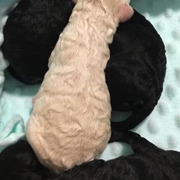 Poodle Puppies from LaFleur Poodles