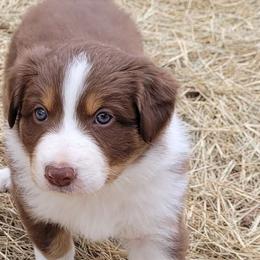 Pretzel - Red Border Collie puppy in Morgan, Texas from Shooting Star Ranch