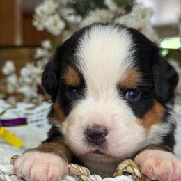 Dalia - pink collar - Tri-color female Bernese Mountain Dog puppy in Yuciapa, California from AlltheDoodlez_