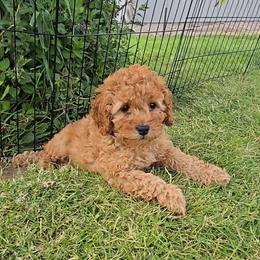 Sable - Apricot female Cavapoo puppy in Blackfoot, Idaho from Rocky Desert Goldens and Cavaliers