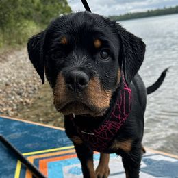 Purple - Black and mahogany Rottweiler puppy in Eaton Rapids, Michigan from The Rottweiler Haus