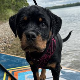 Purple - Black and mahogany Rottweiler puppy in Eaton Rapids, Michigan from The Rottweiler Haus