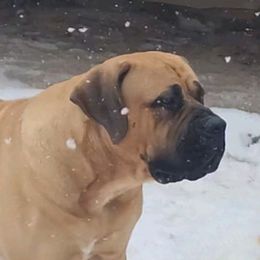 Boy 1 - Brown male Boerboel puppy in Naples, New York from Freedom Boerboels LLC