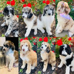 Bernedoodle and Goldendoodle Puppies from Cottrell’s Poodles & Doodles