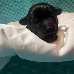 Miniature Schnauzer Puppies from S & S Miniature Schnauzer