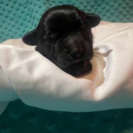 Miniature Schnauzer Puppies from S & S Miniature Schnauzer