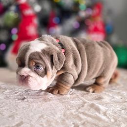 Pinky - Lilac tri-color female Bulldog puppy in Burleson, Texas from Diamond Deluxx Frenchies