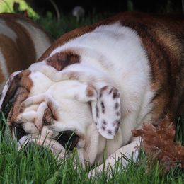 Bulldog Puppies from Pappy's Bullies