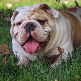 Bulldog Puppies from Pappy's Bullies
