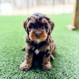 Wilson - male Bernedoodle puppy in Sharpsburg, Georgia from Steindoodles