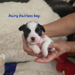 Boy 1 - male Chinese Crested puppy in Amarillo, Texas from Lone Star Chinese Cresteds by Kim