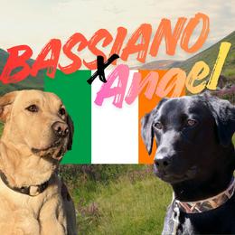 Labrador Retriever puppies from King K9 Academy