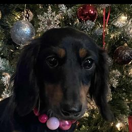 Gemma - Dachshund