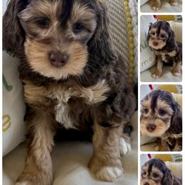 Cookie - Chocolate female Australian Labradoodle puppy in Sacramento, California from Delta Breeze Labradoodles