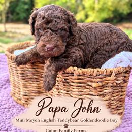 Papa John Chocolate English - Chocolate male Goldendoodle puppy in Grove, Oklahoma from Guinn Family Farms