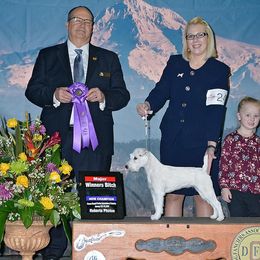Australian Shepherd and Parson Russell Terrier All Grown Up from Zoolo Kennels