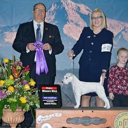 Australian Shepherd and Parson Russell Terrier All Grown Up from Zoolo Kennels