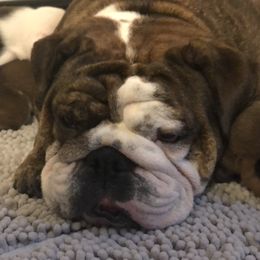 Margo - Bulldog