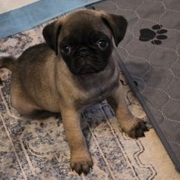 Sadie - Brown Collar - Fawn female Pug puppy in Olin, North Carolina from Piggy Pugs