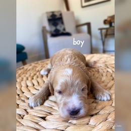Boy 1 - Apricot male Goldendoodle puppy in Glendale, Arizona from Follow Your Bliss Doodles