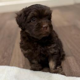 Chocolate male 1 - Chocolate male Havanese puppy in Douglas, Georgia from Huffer Hounds and Havanese
