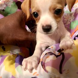 Boy 1 - Cream and white male Chihuahua puppy in Pittsburgh, Pennsylvania from Pittsburgh Paw Prints
