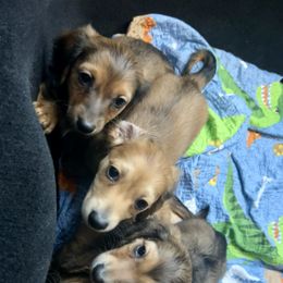 Dachshund Puppies from Zacha’s Doxie House