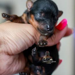 Yorkshire Terrier Puppies from Essence of Grace Yorkies