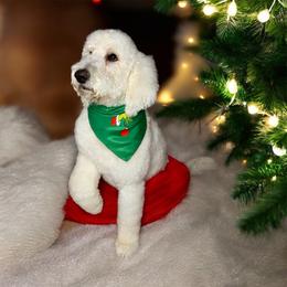Dolly - Goldendoodle