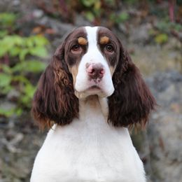 Moxie - English Springer Spaniel