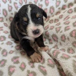 Anna - Black tri-color female Australian Shepherd puppy in Almo, Kentucky from Riley's Paw Pals