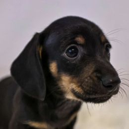 Dachshunds from Shining P Pets
