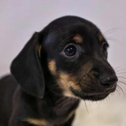 Dachshunds from Shining P Pets