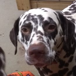 Dalmatians from Huckleberry Hill Farm